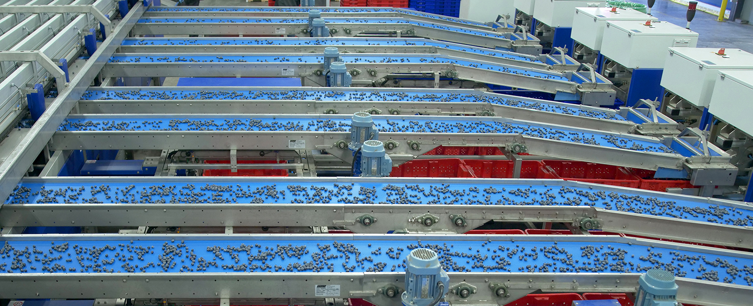 linea lavorazione mirtilli UNITEC